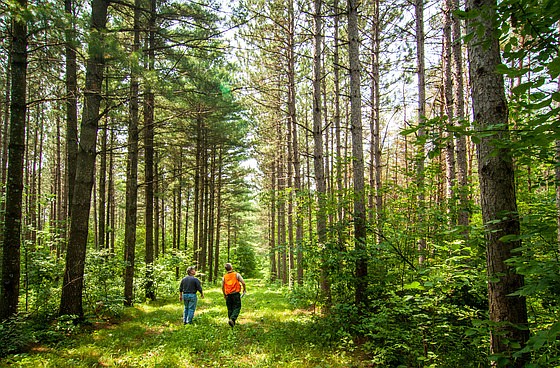 forester and landowner walk summer forest trail