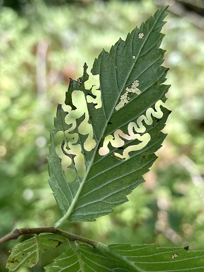 Photo detail
