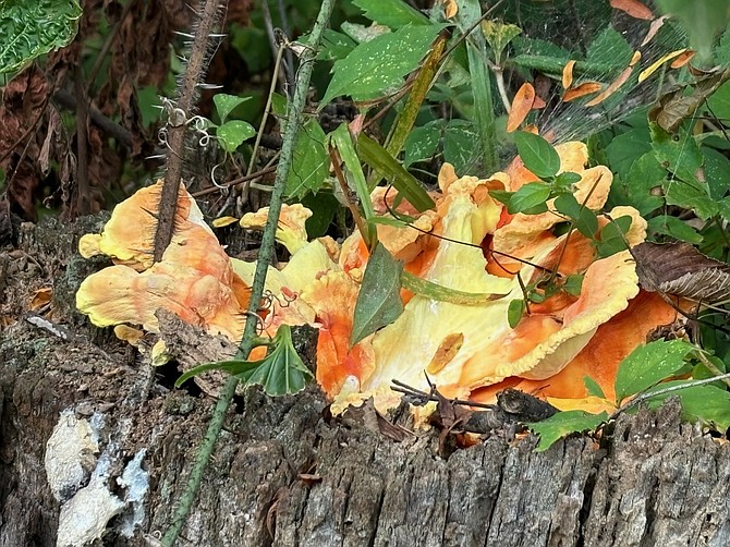 Photo detail
