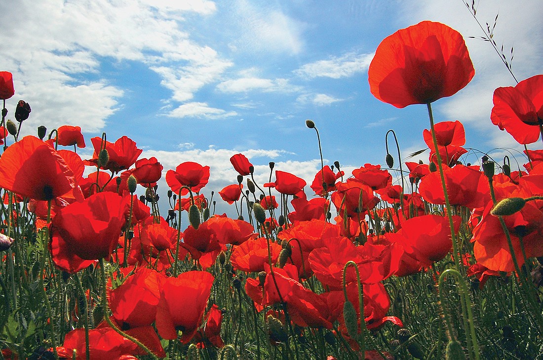 Red poppy flowers field