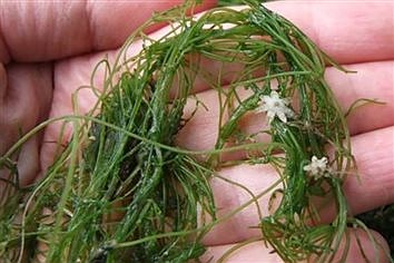 Starry stonewort confirmed in Leech Lake