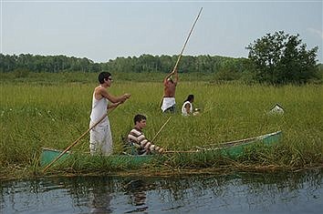 Wild rice season opens soon, but harvesters must ensure rice is ripe