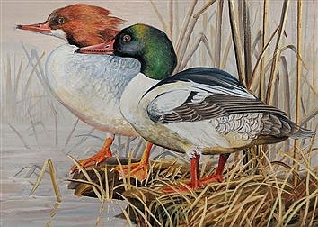 Kutschied places second in Duck Stamp contest