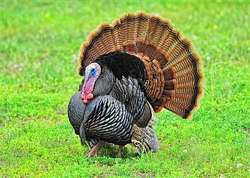 Fall turkey season opens Sat., Oct. 2