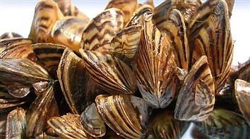 Zebra mussels confirmed in Woman Lake