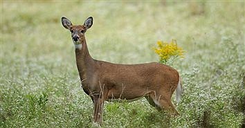 Longville’s “Does on the Run” Saturday