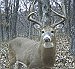 Trail camera results